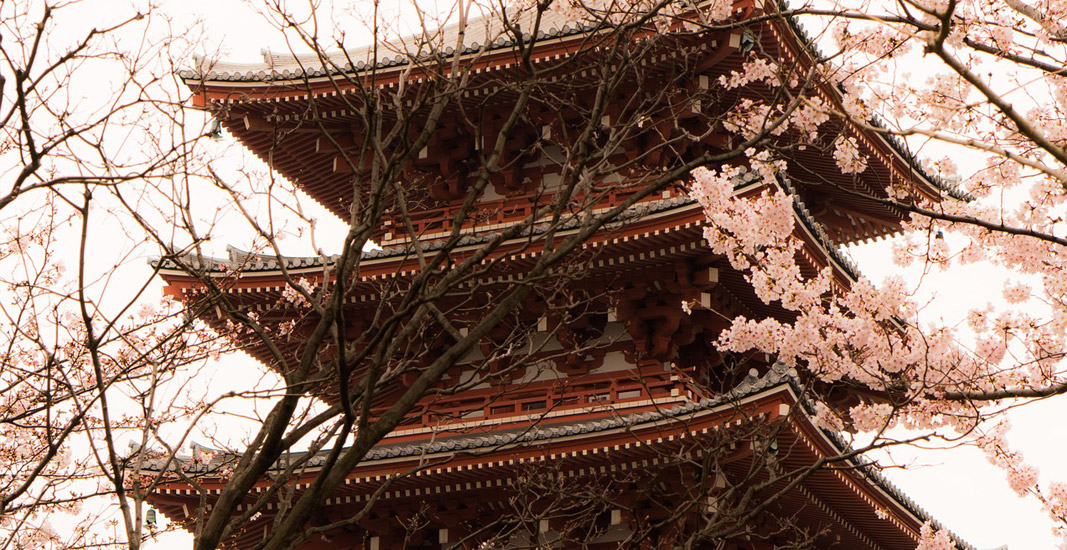 Asakusa Cerejeira